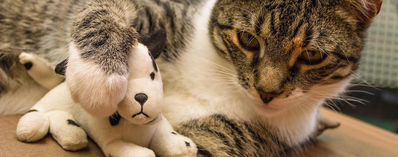 plush-toys-for-cats
