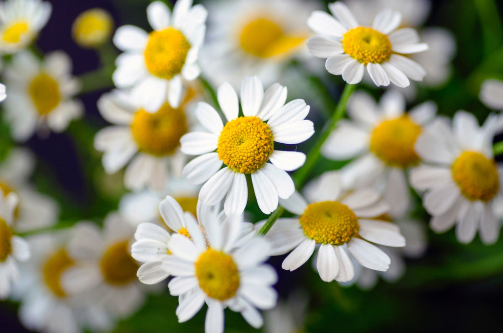 Chamomile: The Calming Hero