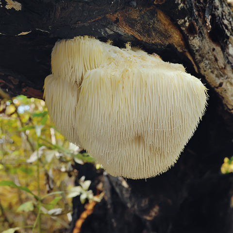 Wild Lion's Mane mushroom growing naturally in the forest