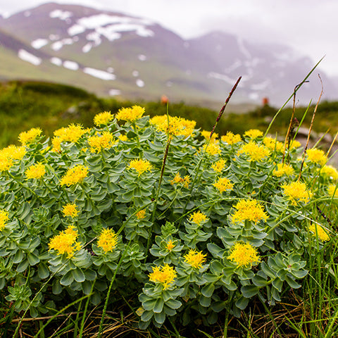 Wild Rhodiola rosea growing naturally in the mountains