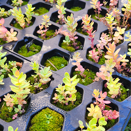 Wilderland's Rhodiola rosea seedlings in trays