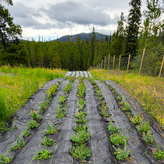 Wilderland's 3yr-old Rhodiola rosea plants on Mt. Lorne, Yukon farm