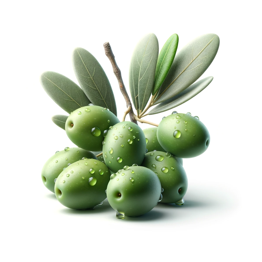 Olive fruit plant.png__PID:4710b3e0-2275-4f49-8562-89f6ee4f074c