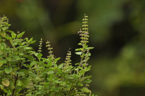 Tulsi