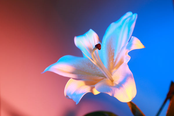 kingston flower photography still life photography