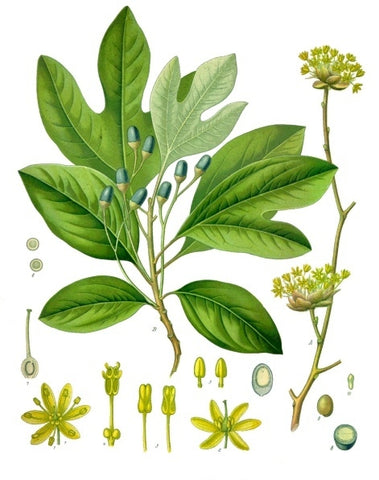 A diagram of the sassafras plant