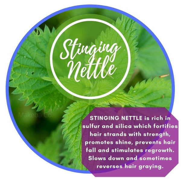 STINGING NETTLE