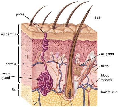 Scalp Anatomy Diagram