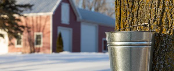 harvesting syrup from maple tree