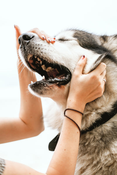 Les Chiens domestique