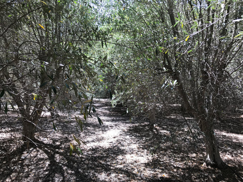 Olive Tree Pruning