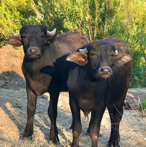 East Asian Water Buffalo