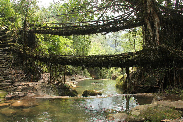 living tree root bridge