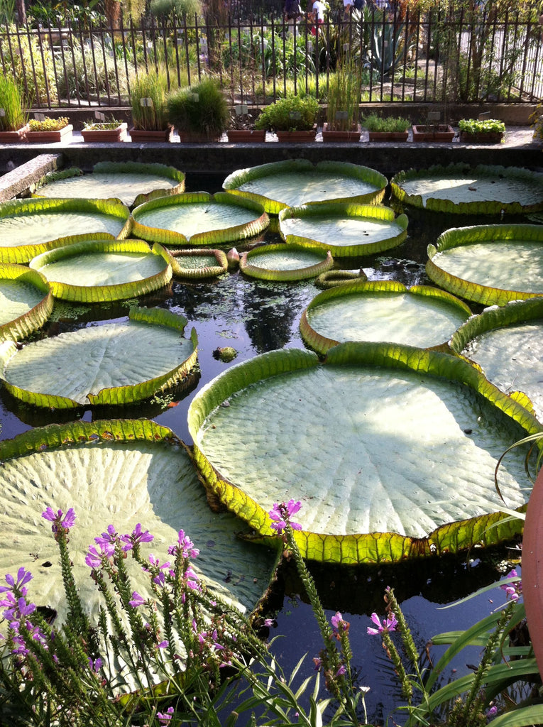 botanical garden in Padova, Italy