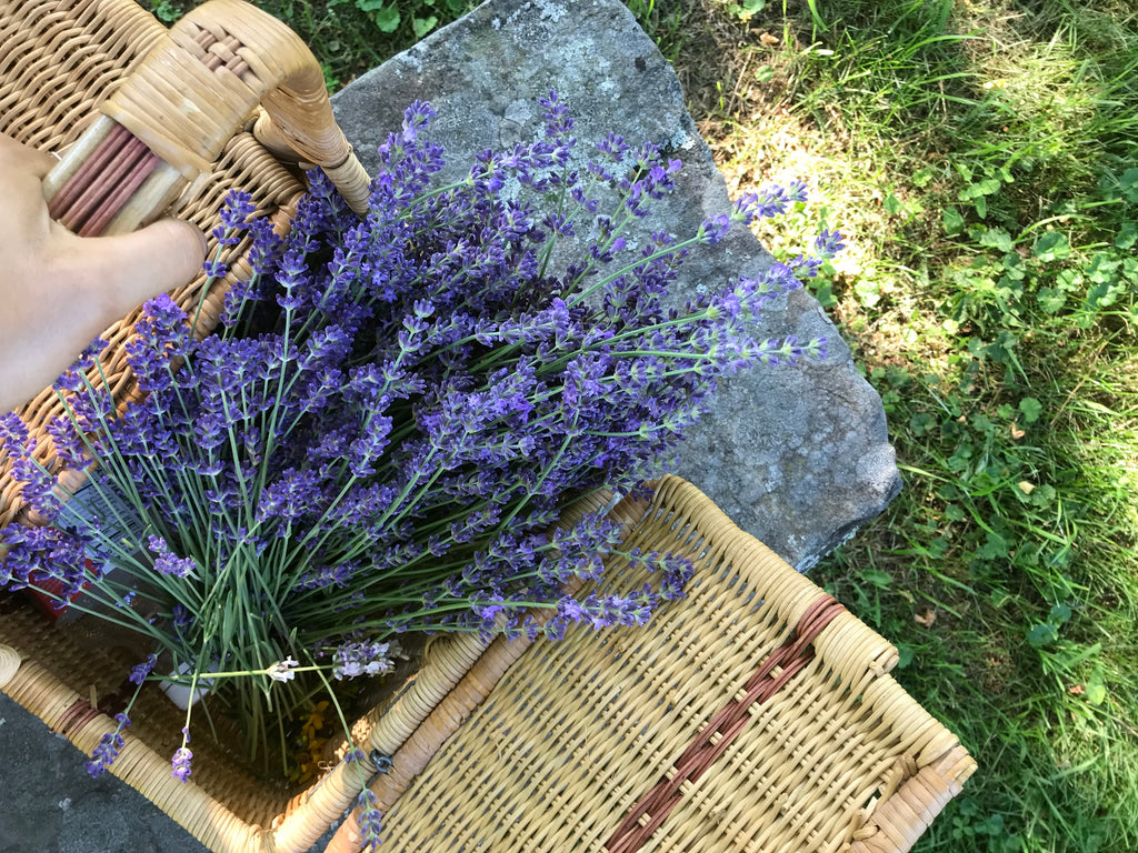 lavender for bathing