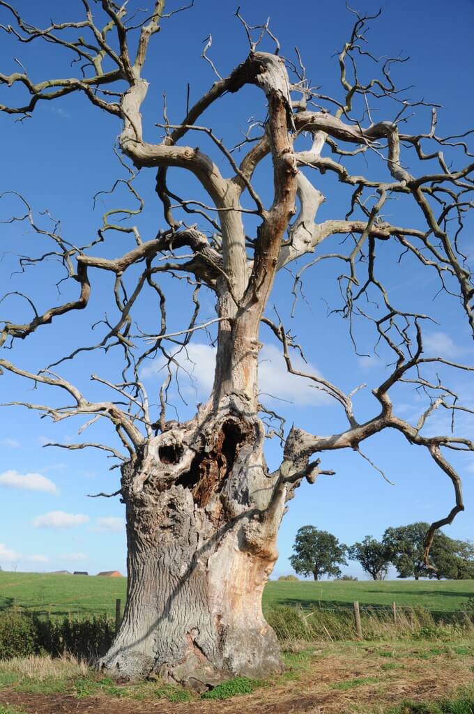 dead oak tree for firewood