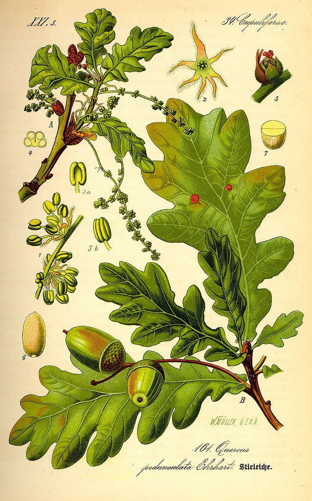 illustration of quercus robur - oak tree