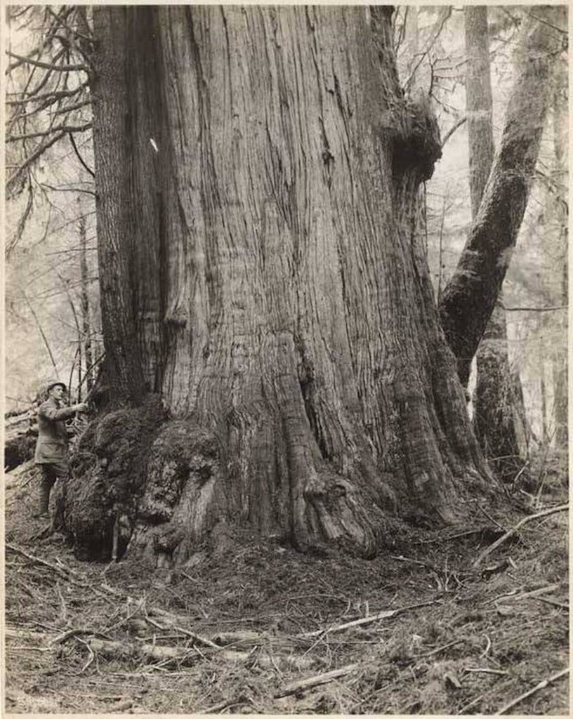 giant red cedar tree in 1925