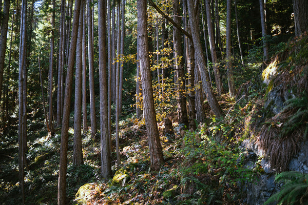 trees on Bowen Island, BC 