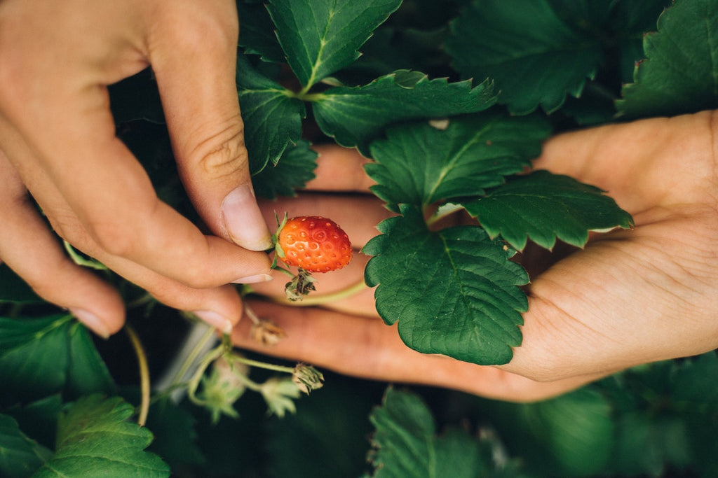 strawberries in garden