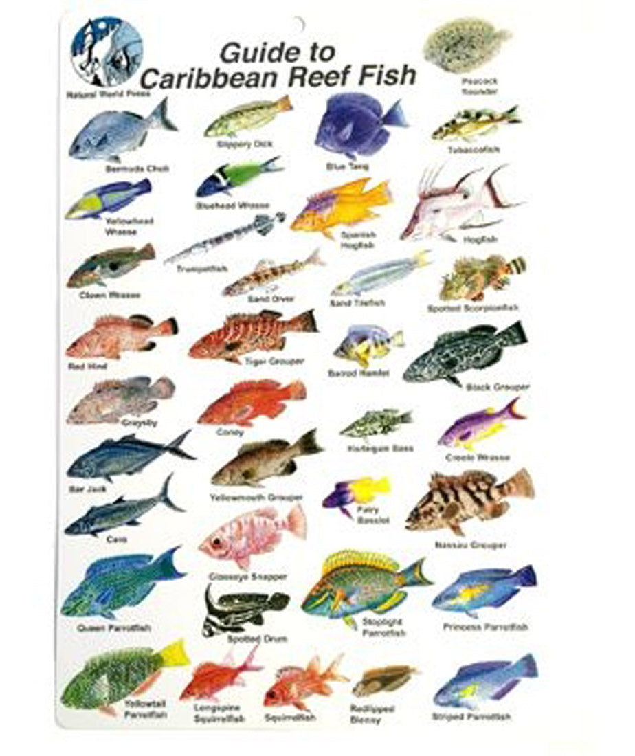 Caribbean Reef Fish ID Plastic Slate Card For Scuba Diving – House of Scuba