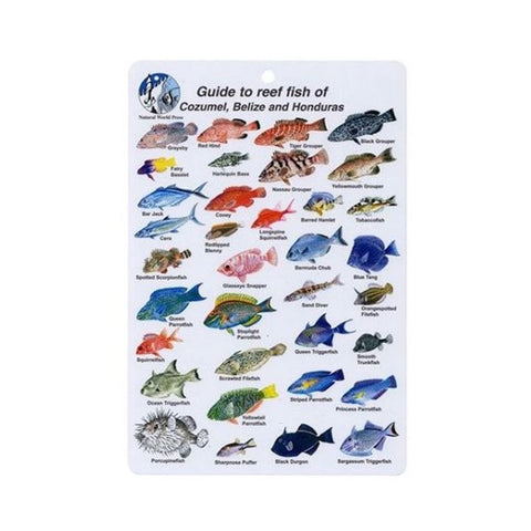 DiveLogs - Red Sea Reef Fish ID Card.