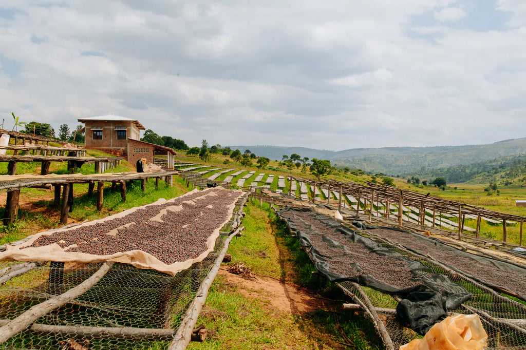 Drying coffee in Burundi