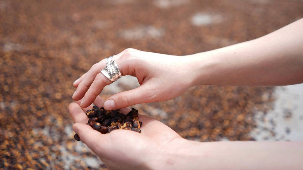 Hands holding beans