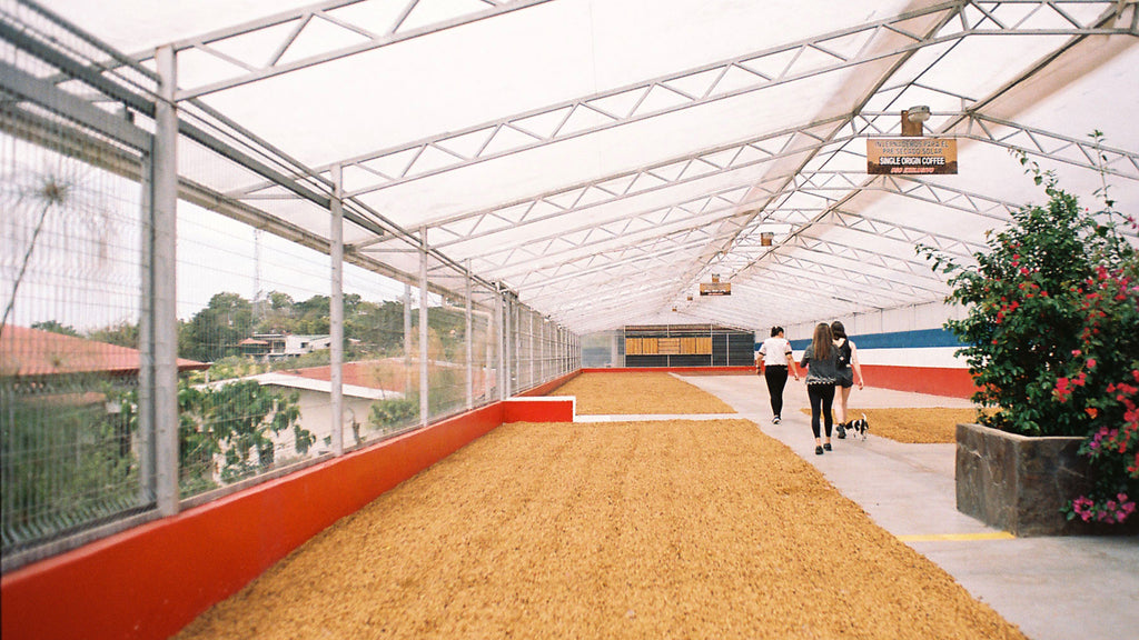 coffee beans drying