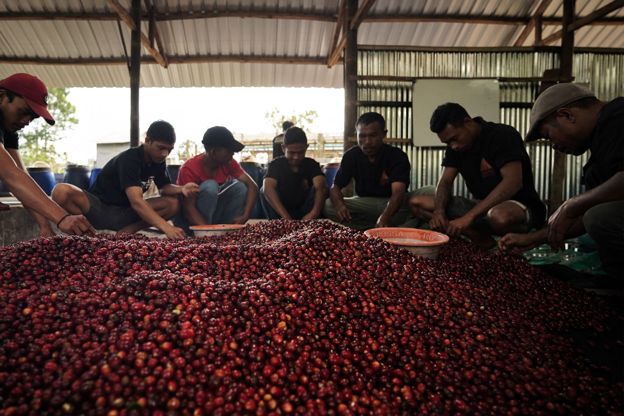 Several workers crouched around a pile of coffee cherries, picking through them.