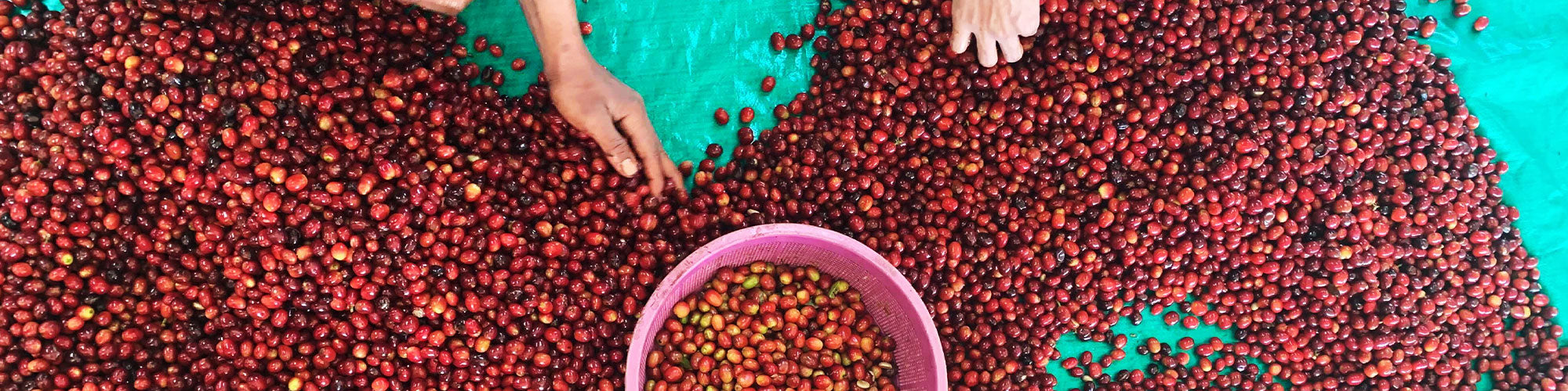 Close-up photograph of coffee cherries.