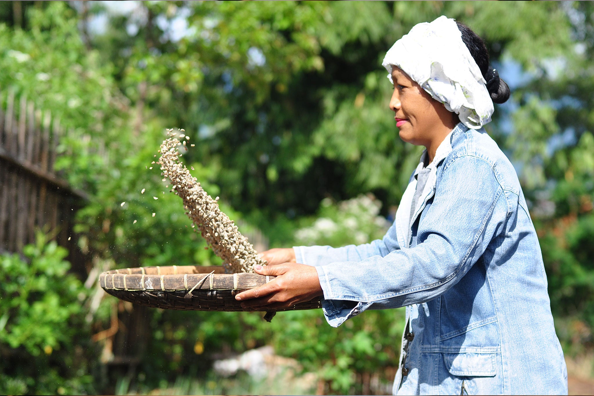Woman standing outdoors in the sun, flipping basket of coffee beans in the air to dry them.