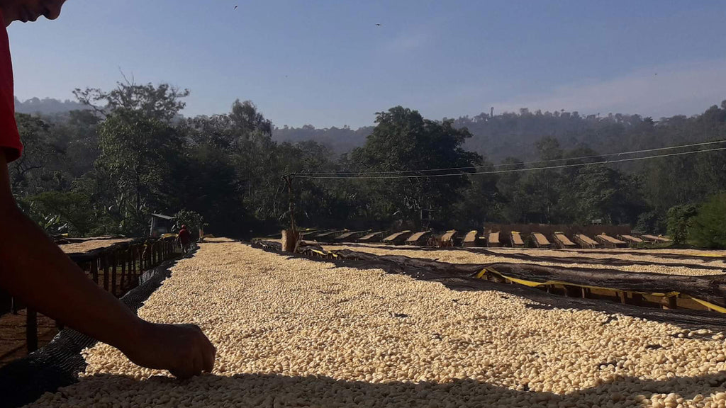 Drying Ethiopia Reko Onancho Coffee Beans
