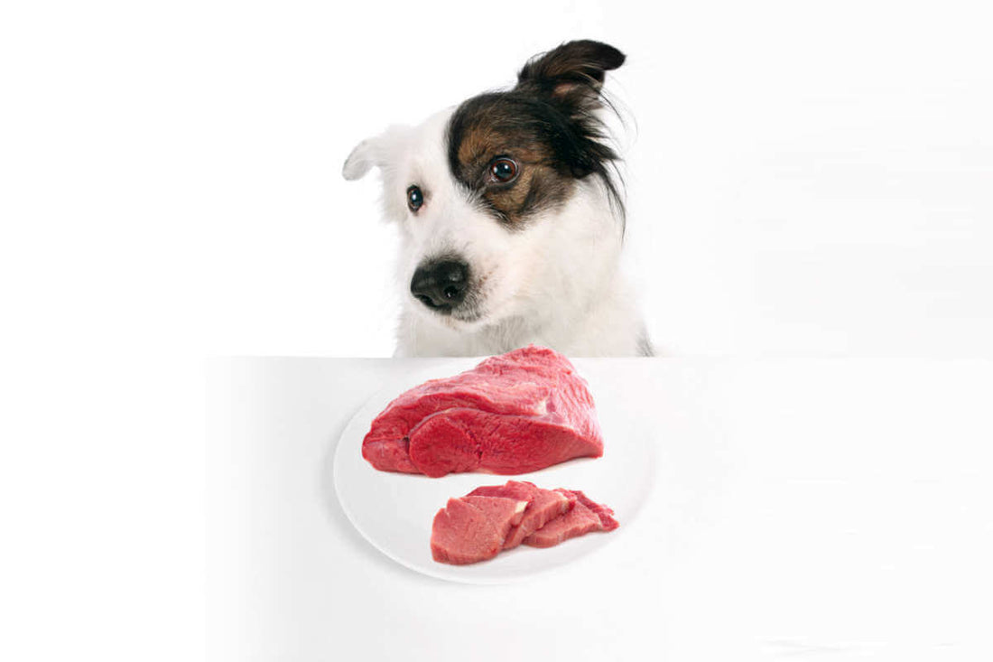 what should i do if my dog eats raw hamburger