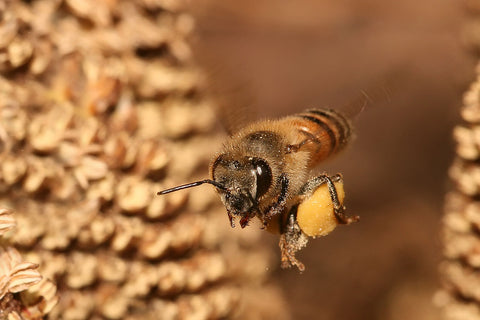 Hilltop-World-Honeybee-Day-2023