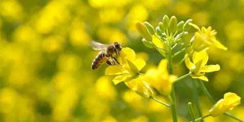 Hilltop_2017_Bee