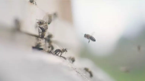 Hilltop_2017_Bees