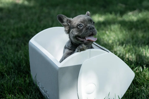 puppy in a portable incubator unit