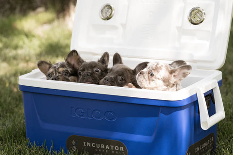 puppies in a large incubator