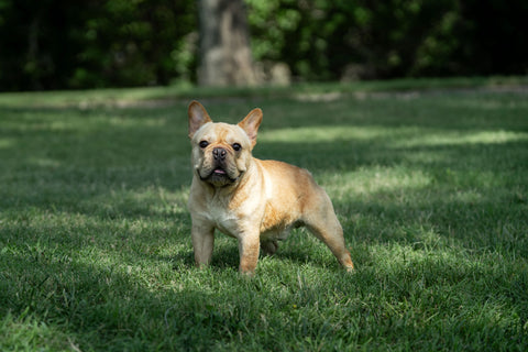 french bulldog in grass