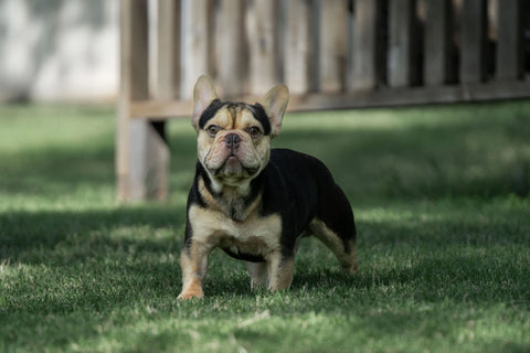 French bulldog with tan and black fur