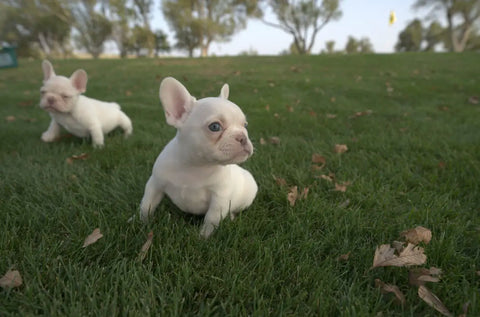 two white puppies sitting in grass