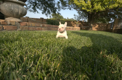 french bulldog puppy in grass