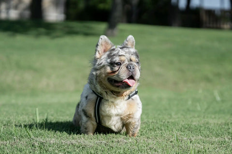 french bulldog stud