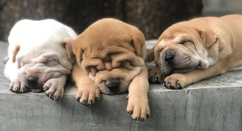 Three puppies sleeping