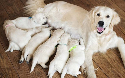 Dog nursing her puppies