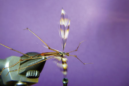 Tyrrell's Crane Fly tying instructions 7