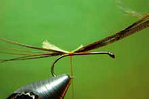 Tyrrell's Golden Olive Mayfly tying instructions 2