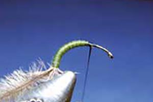 Tyrrell's Loop Wing Caddis Emerger tying instructions 2