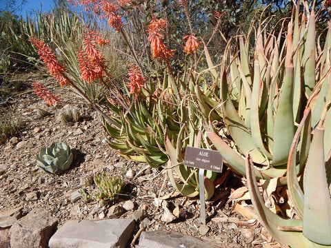 Aloe for sunburn